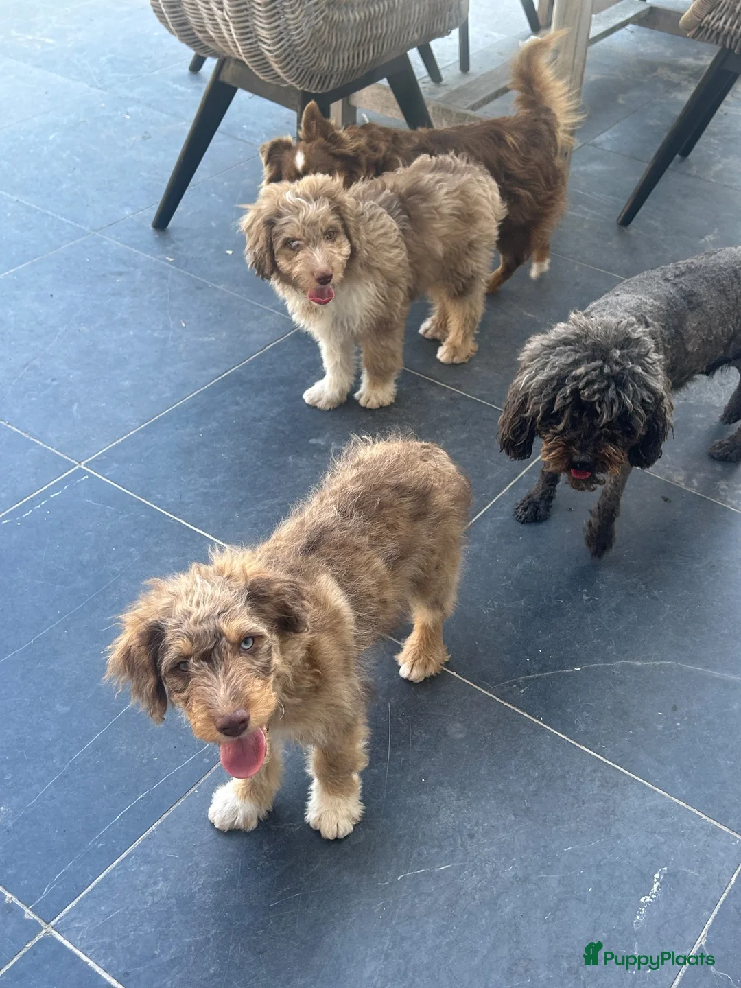 Kruising honden te koop: Mini Aussiedoodle reutjes - Advertentie 2