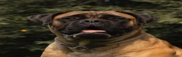 Bullmastiff honden te koop: Bullmastiff pups raszuiver in Heusden - Advertentie 4