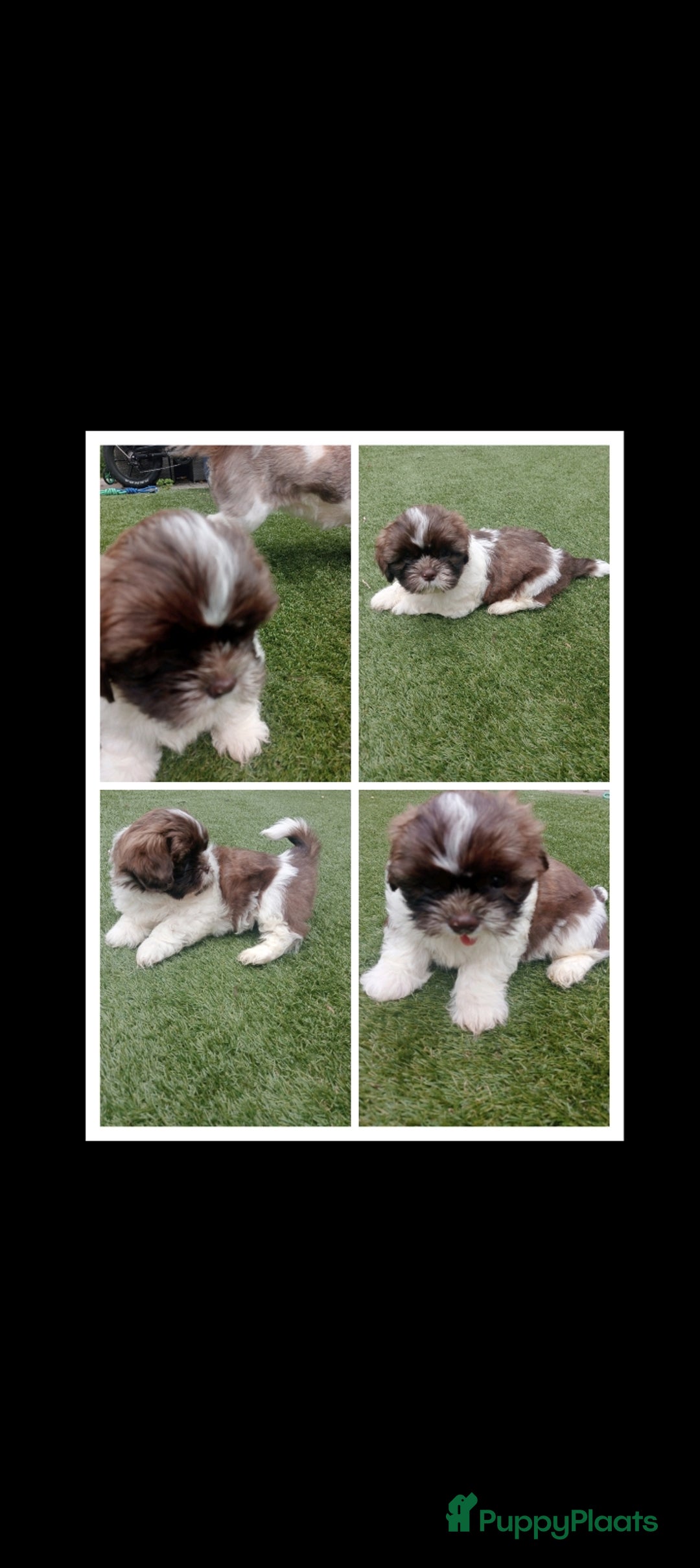 Shih Tzu honden te koop: Raszuivere Shih tzu pups nog 1 teefje en 1 reutje  - Afbeelding 15