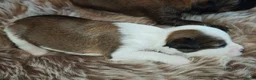 Tibetaanse Terriër honden te koop: Raszuivere Tibetaanse Terriër pups  - Advertentie 9