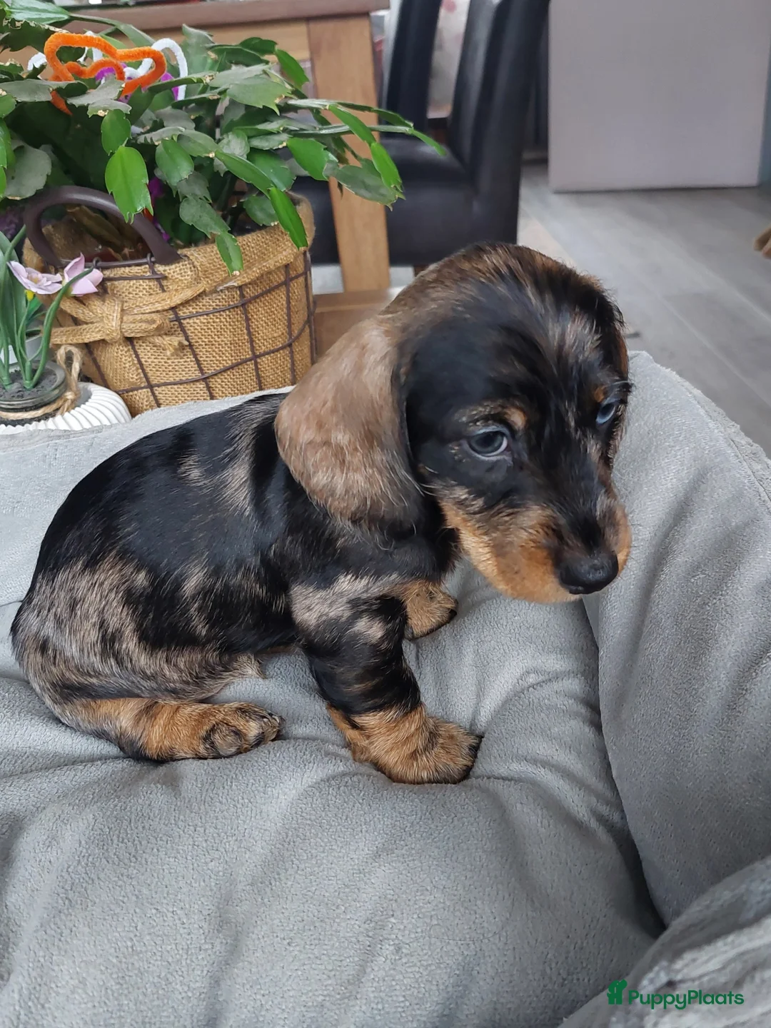 Ruwhaar Teckel honden te koop: 4 prachtige ruwhaar dwergteckels te koop, - Advertentie 3