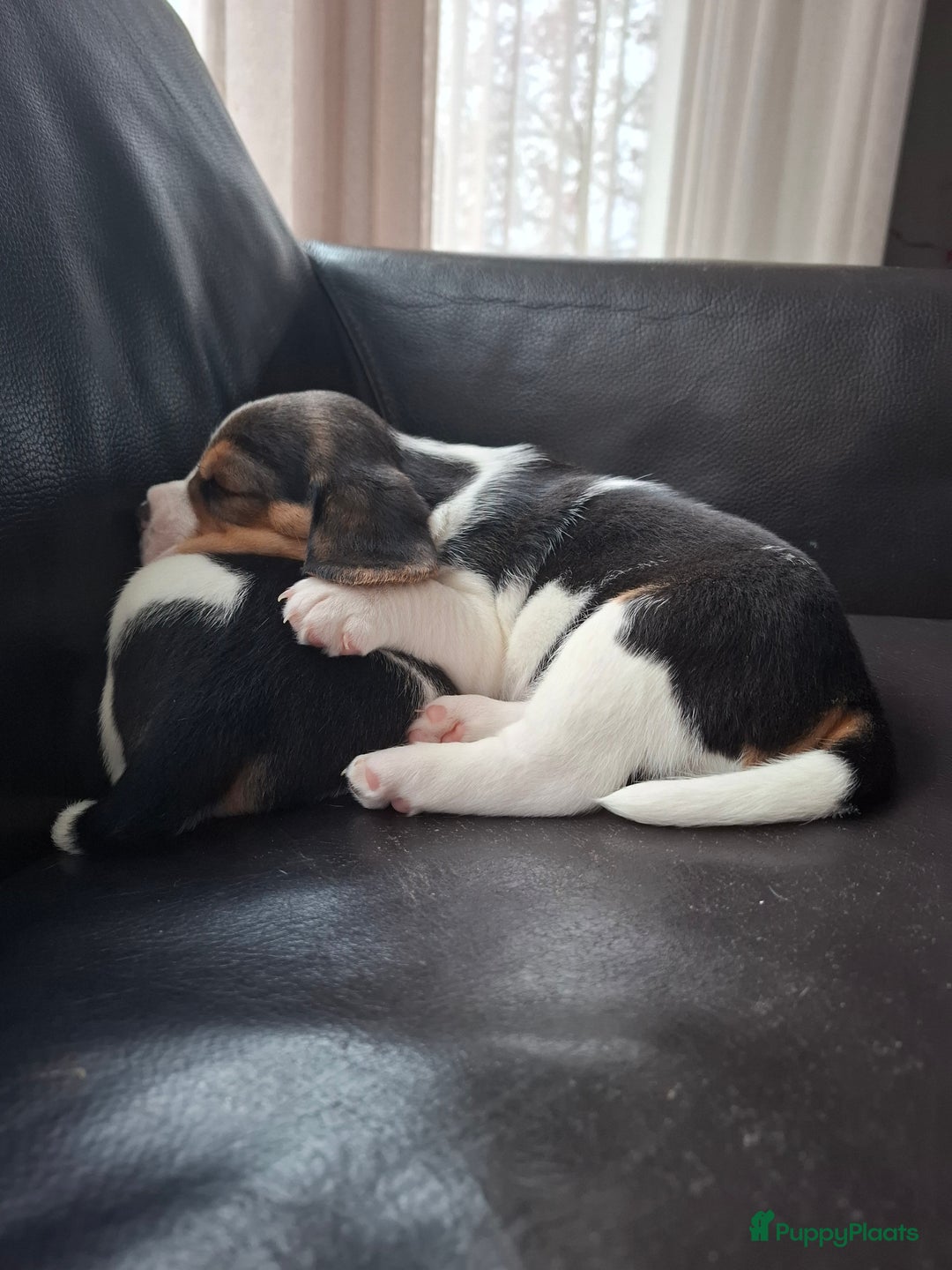Beagle honden te koop: Beagle puppies - Advertentie 6