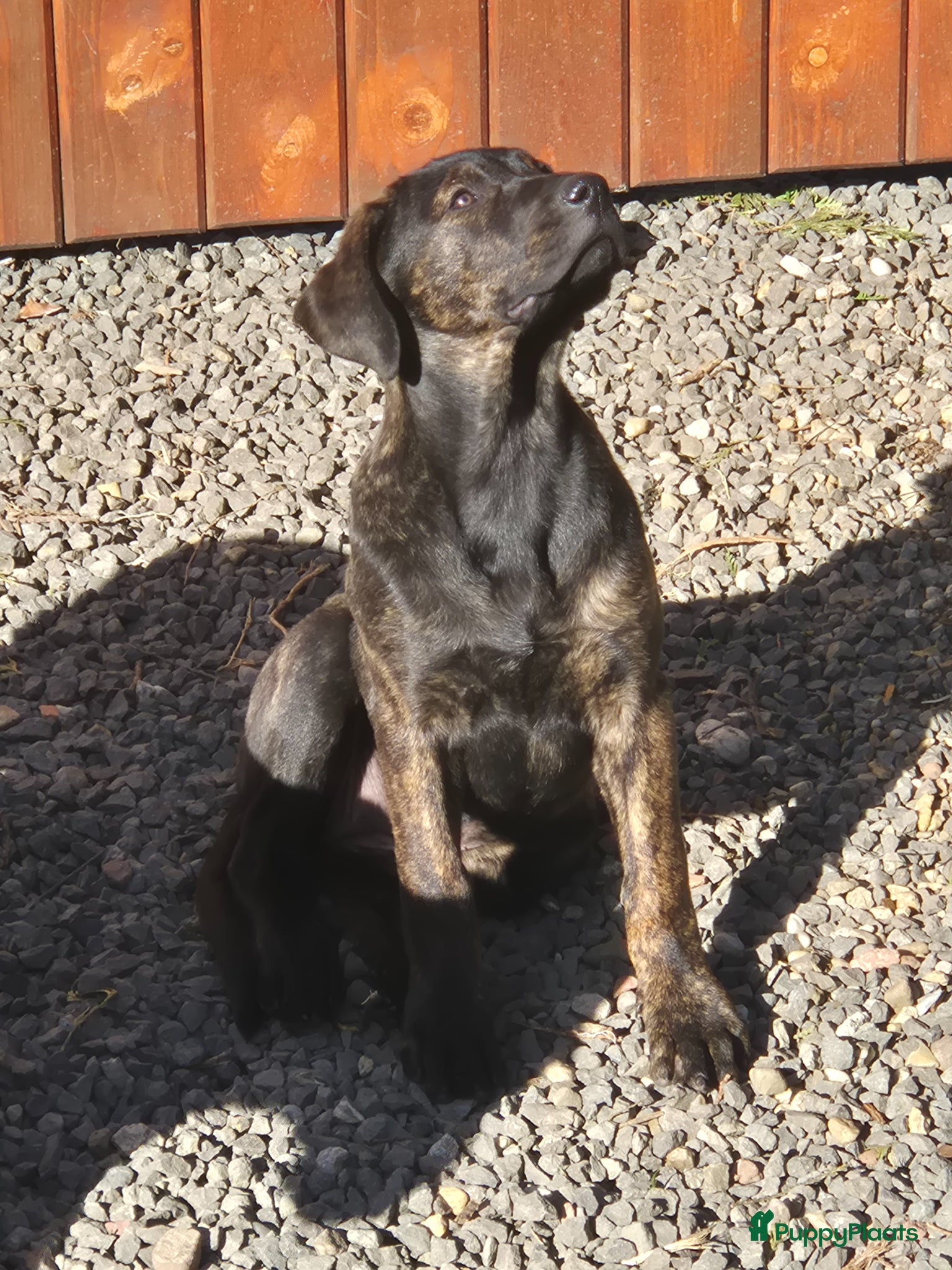 Kruising honden 1 lieve dame Presa Canario /Rottweiler - Advertentie 2