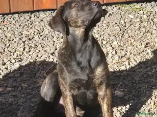 Kruising honden 1 lieve dame Presa Canario /Rottweiler - Advertentie 2