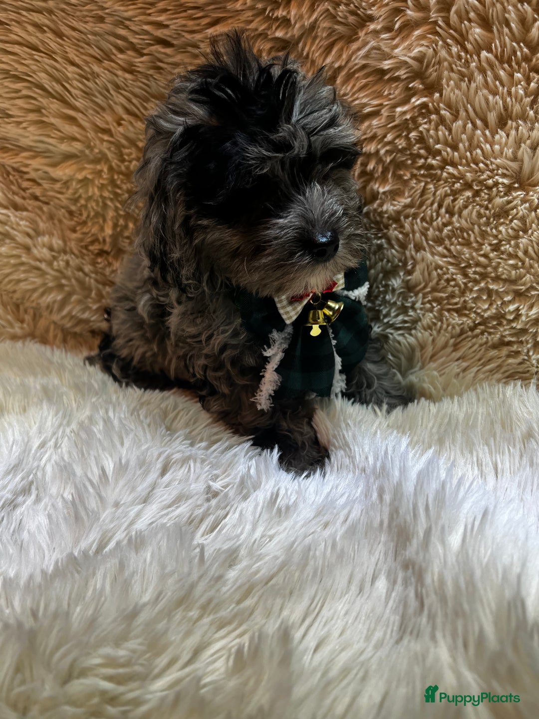 Poedel Toy honden te koop: Toy Poedel teefje - Advertentie 5