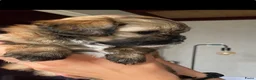 Shihpoo honden te koop: Prachtige shihpoo pups 1 reutje en 4 teefjes - Advertentie 12
