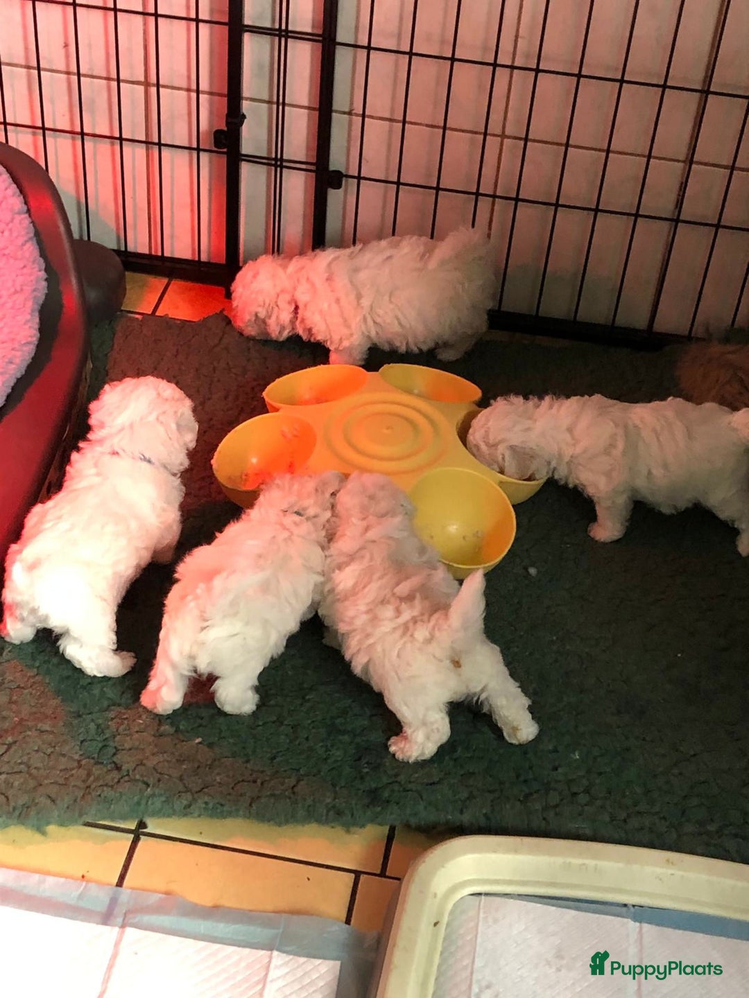 Bichon Frisé honden te koop: bichon frise pups - Advertentie 4