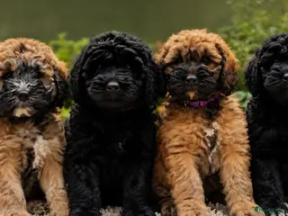 Goldendoodle honden Goldendoodle multigenerationele F4 pups - Advertentie 2