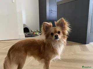 Kruising honden DEKREU Chihuahua x Vlinderhondje - niet te koop in Waalwijk - Advertentie 13