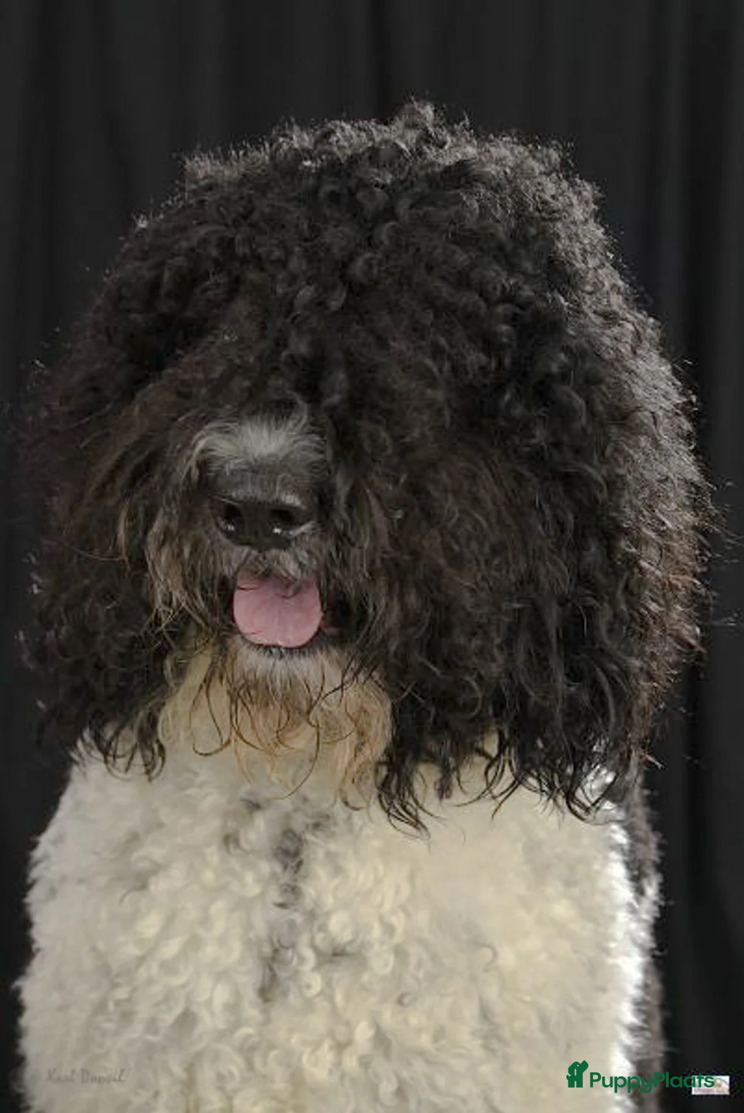 Barbet honden te koop: Barbetpups verwacht! - Advertentie 3