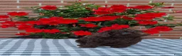 Poedel Toy honden te koop: schitterende donkerbruine toypoedel pups - Advertentie 5