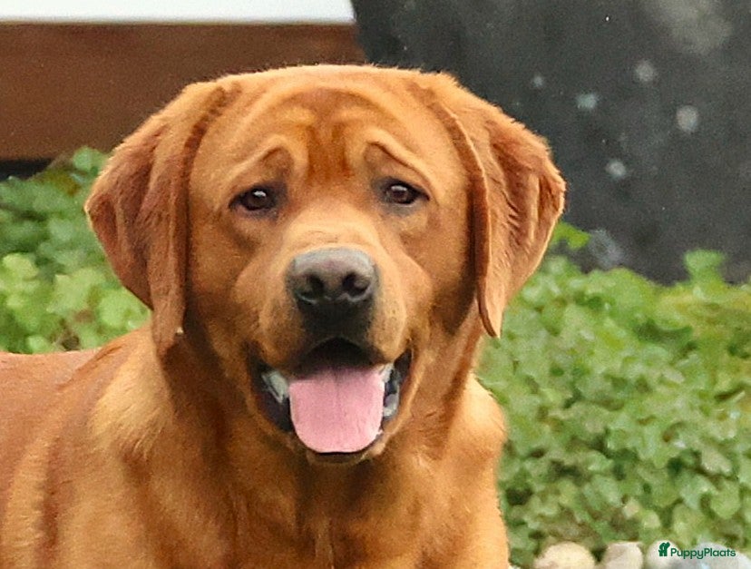 Labrador Retriever honden Prachtige Fox Red staat ter dekking - Advertentie 20