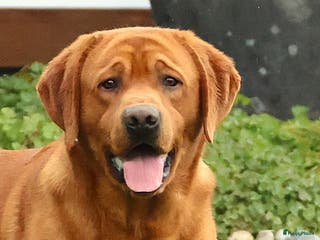 Labrador Retriever honden Prachtige Fox Red staat ter dekking - Advertentie 3