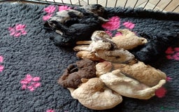 Labradoodle honden te koop: Prachtige multigen Labradoodles wavy vacht - Afbeelding 2