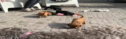 Cockapoo honden te koop: Lieve midi Cockapoo pups zoeken fijn thuis - Advertentie 5