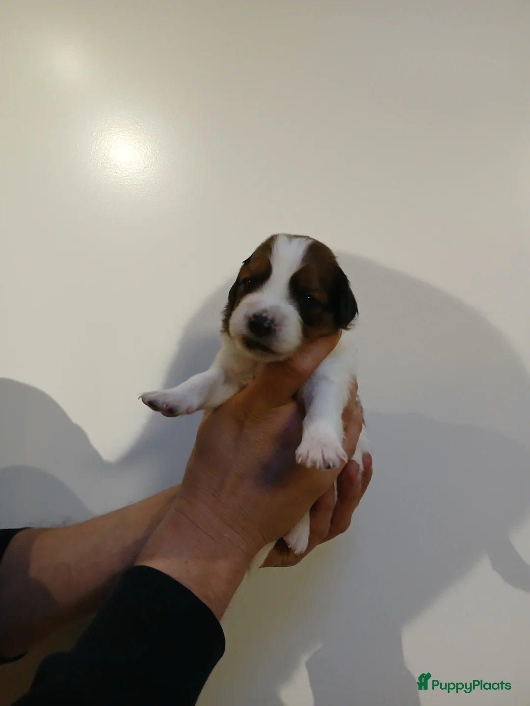 Kooikerhondje honden te koop: Supper liever  nestje kooiker pups van 7 - Advertentie 13