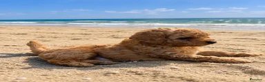Labradoodle 2