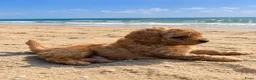 Labradoodle honden te koop: Toypoedels - Advertentie 3