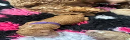 Cockapoo honden te koop: Cockapoo pups f1bb, huiselijk nestje - Advertentie 10
