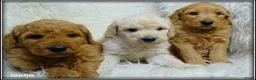 Labradoodle honden te koop: Labradoodle F4 pups medium. - Advertentie 18