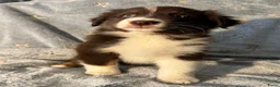 Australian Shepherd honden te koop: Australian Shepherd puppy's, 3x reu - Advertentie 5