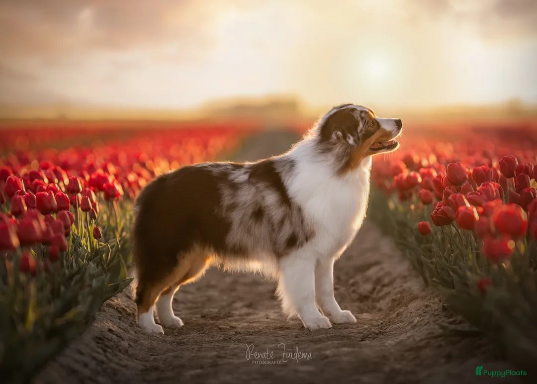 Australian Shepherd honden ter dekking: Ter dekking Australian Shepherd reu - Advertentie 1