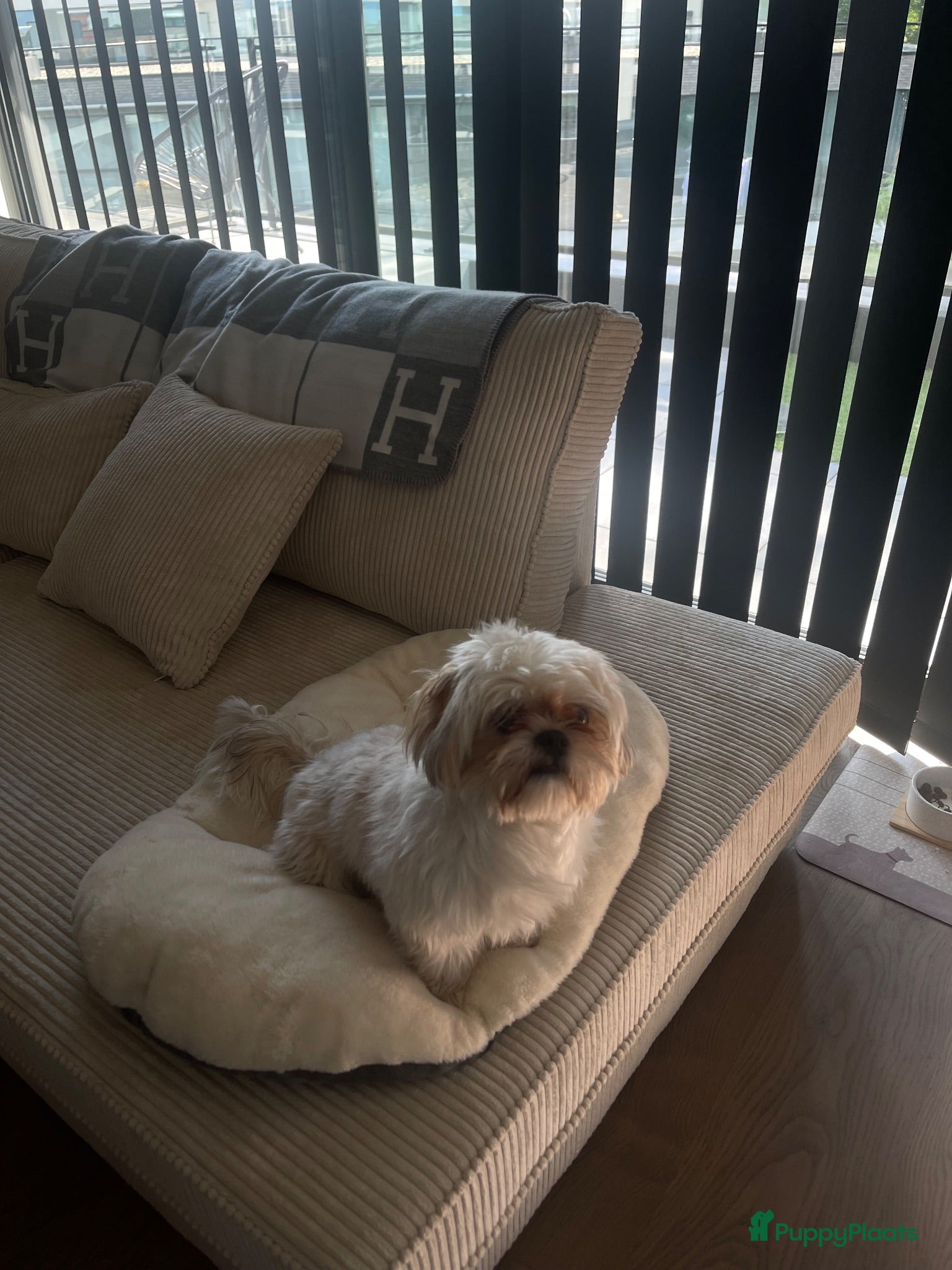 Shih Tzu honden Shih Tzu teddy - TE KOOP - Advertentie 1