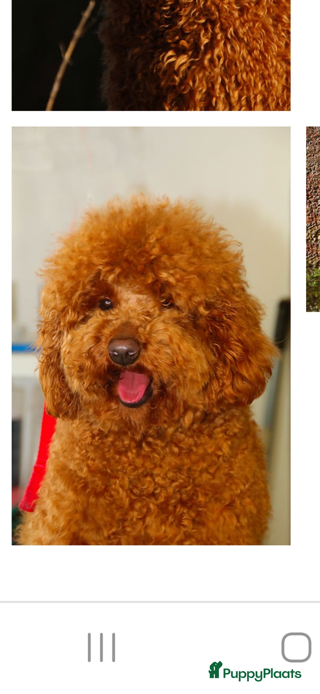 Kruising honden te koop: Super lieve Franse bulldog x toypoedel. - Advertentie 6