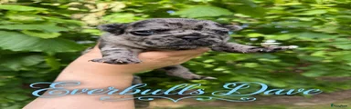 Franse Bulldog Puppy 3