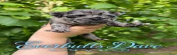 Franse Bulldog honden te koop: Franse Bulldog puppy’s !  - Advertentie 9