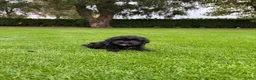 Kruising honden te koop: Boomer x Poedel (Boompoo) pups - Advertentie 12