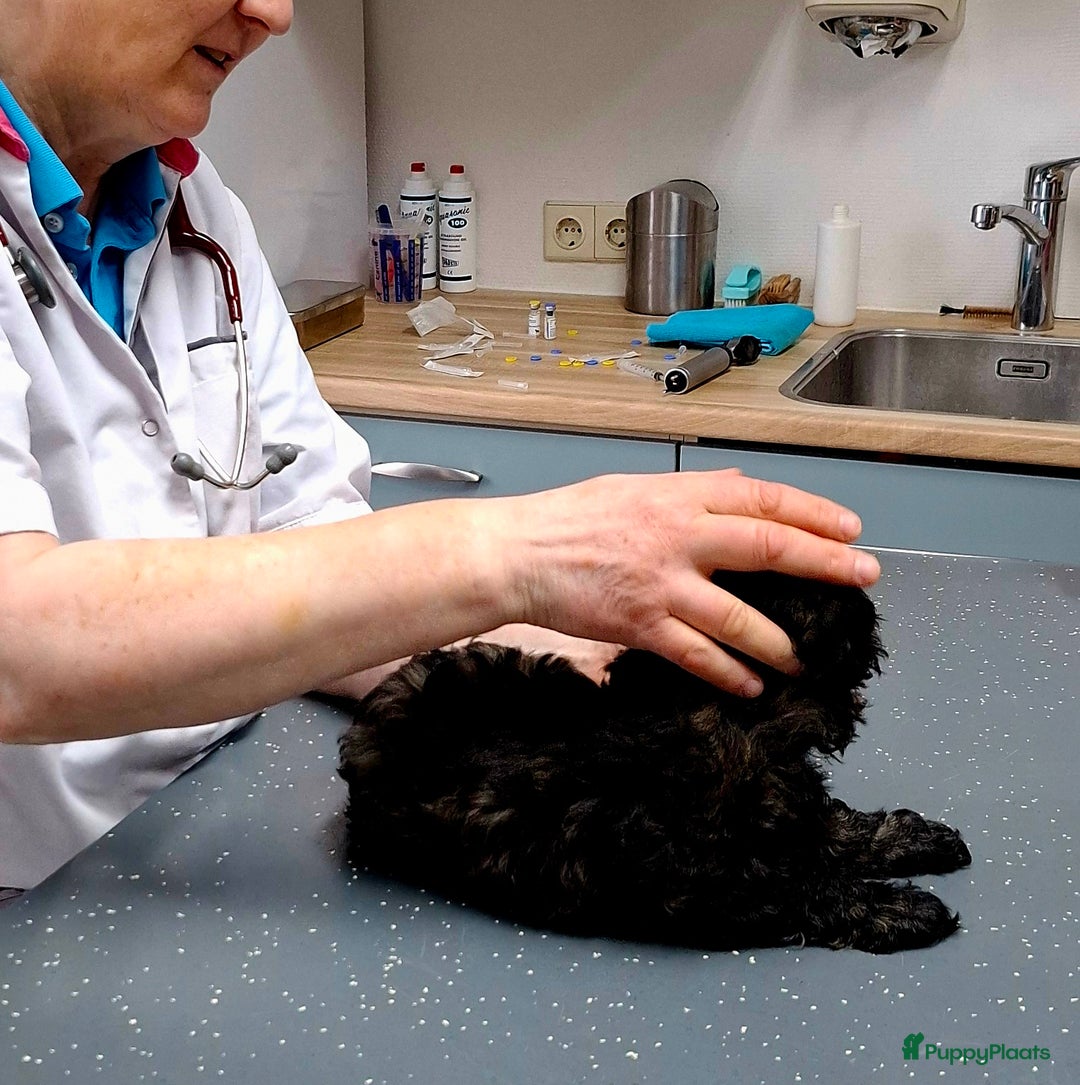 Maltipoo honden te koop: Moos & Pepper - Advertentie 7