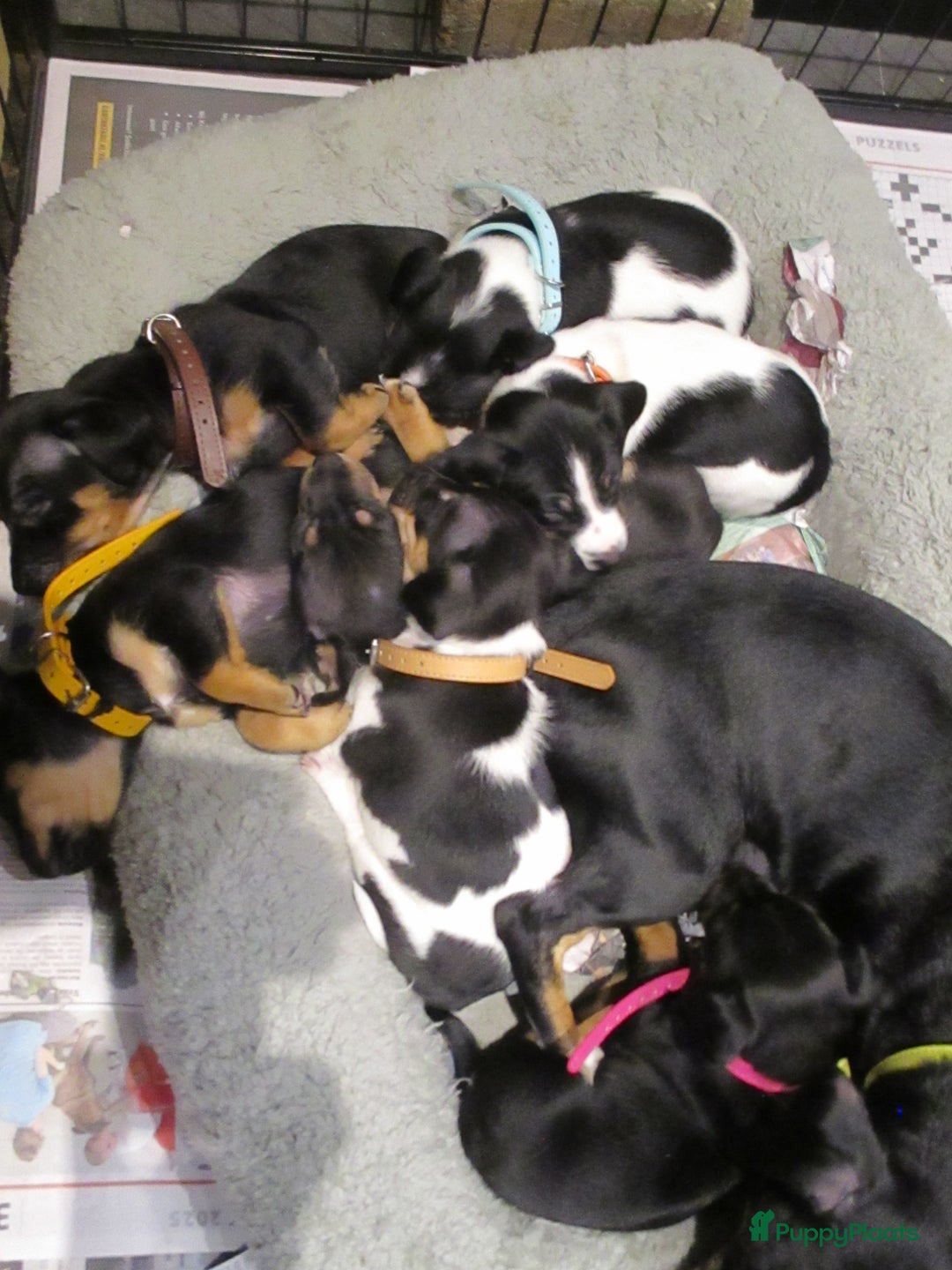 Jack Russel Terriër honden te koop: Jack  russel pups zoeken lief huis! nog 4 pups! - Advertentie 2