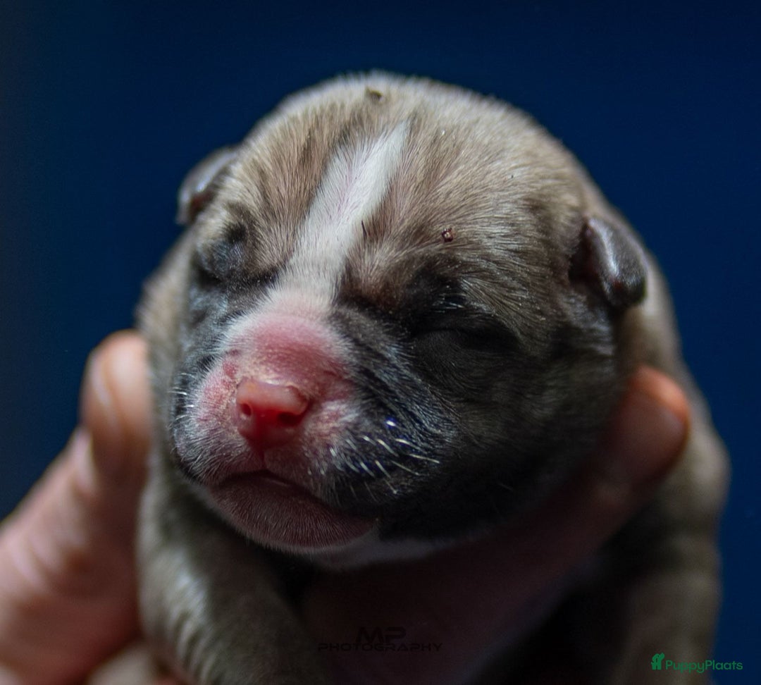 Amerikaanse Bully honden te koop: Pocket bullys  - Advertentie 6