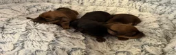 Kruising honden te koop:  Dwergpincher x Chihuahau X Kaninchenteckel pups. - Advertentie 12