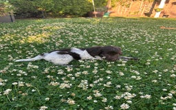 Heidewachtel honden te koop: Prachtige HeideDoodle pups in Mierlo - Afbeelding 5