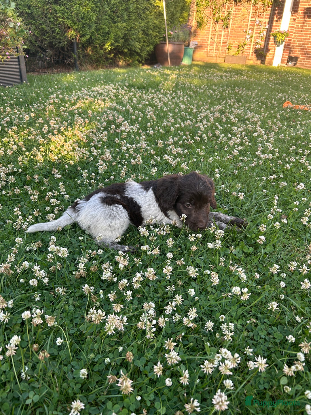 Heidewachtel honden te koop: Prachtige HeideDoodle pups in Mierlo - Afbeelding 5