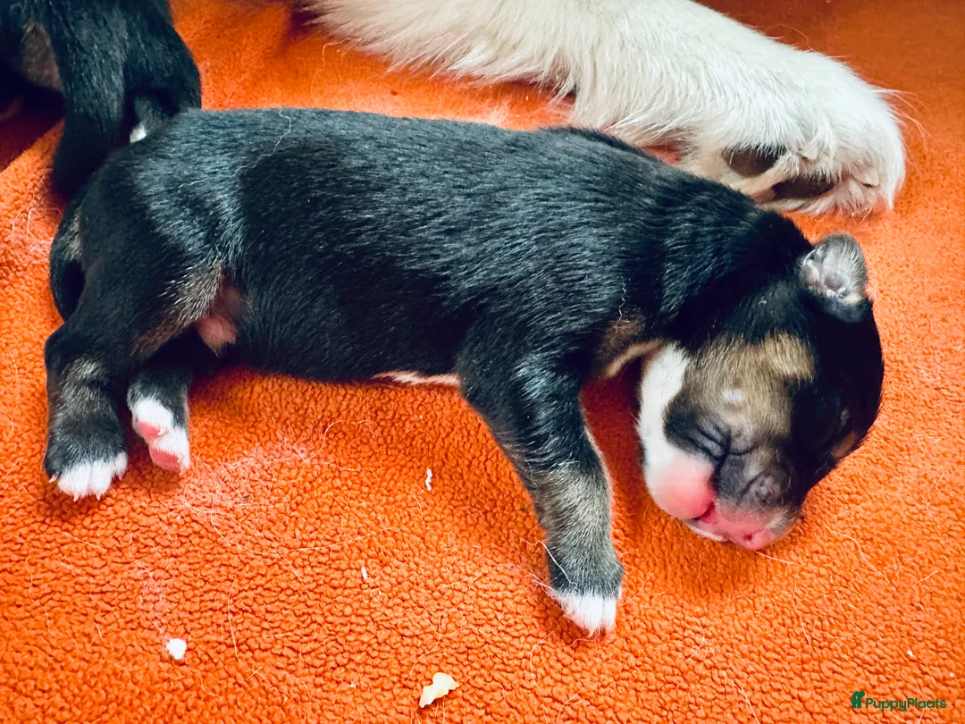 Kruising honden te koop: Lieve puppies te koop - Advertentie 8