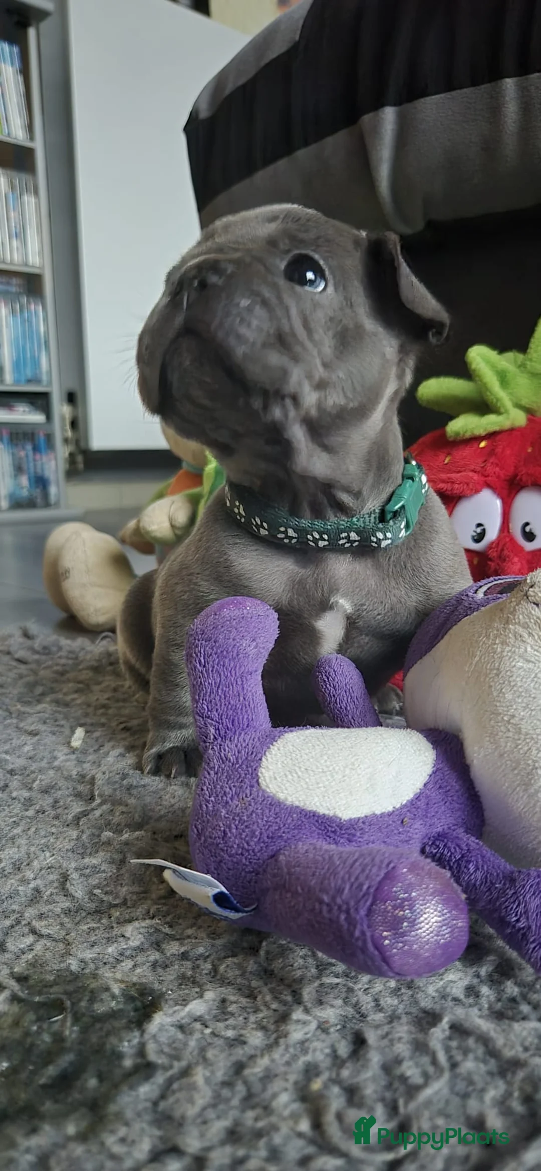 Franse Bulldog honden te koop:  Prachtige Blauwe Bulldog puppy’s thuisnestje - Advertentie 28