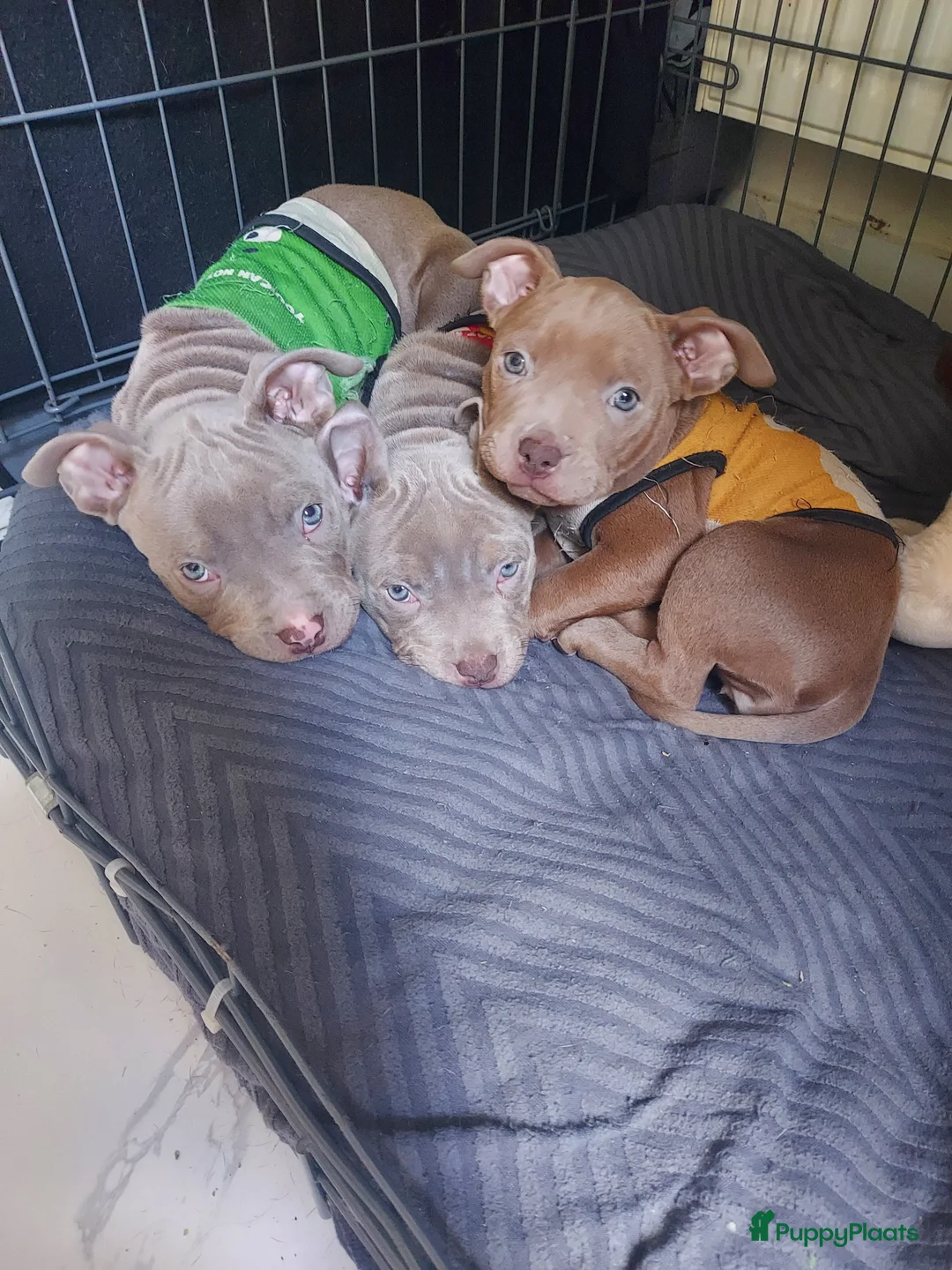 Amerikaanse Bully honden te koop: Bully pups - Advertentie 2