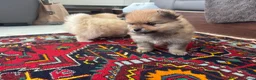 Pomeriaan honden te koop: Pomeriaan puppy’s 🐶 - Advertentie 31