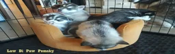 Pomsky honden te koop: Pomsky puppy’s F4+, 100% Amerikaanse bloedlijn - Advertentie 5