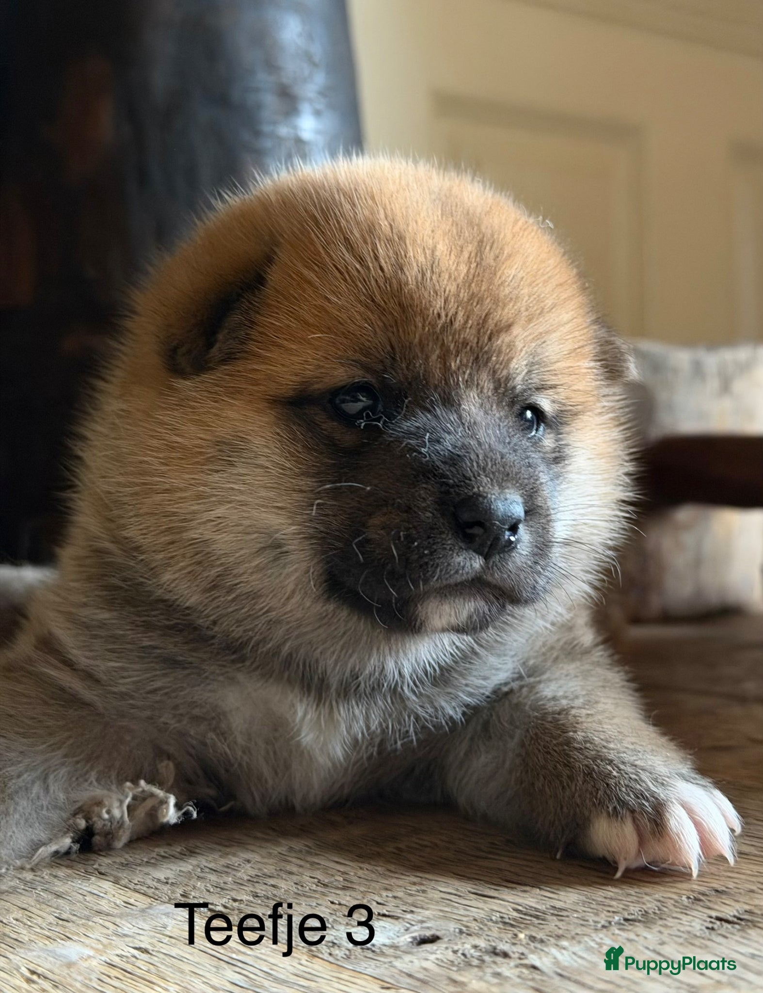 Shiba honden Bijzondere Shiba inu puppies - Advertentie 1