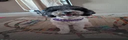 Labradoodle honden te koop: Mooie mini labradoodle puppies  - Advertentie 8