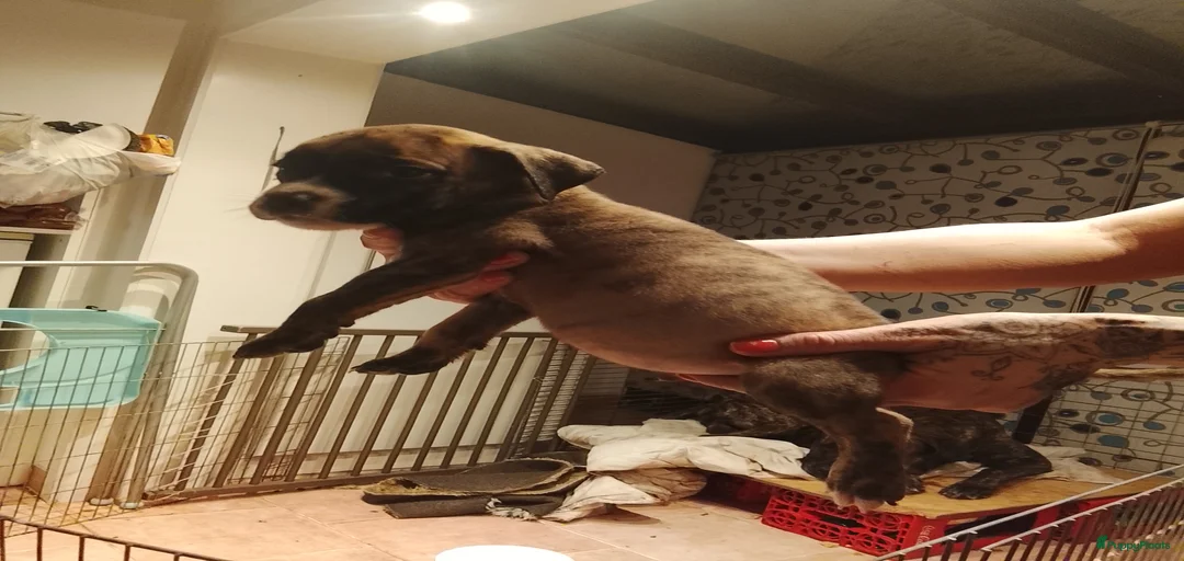 Galerij afbeelding {{count}}