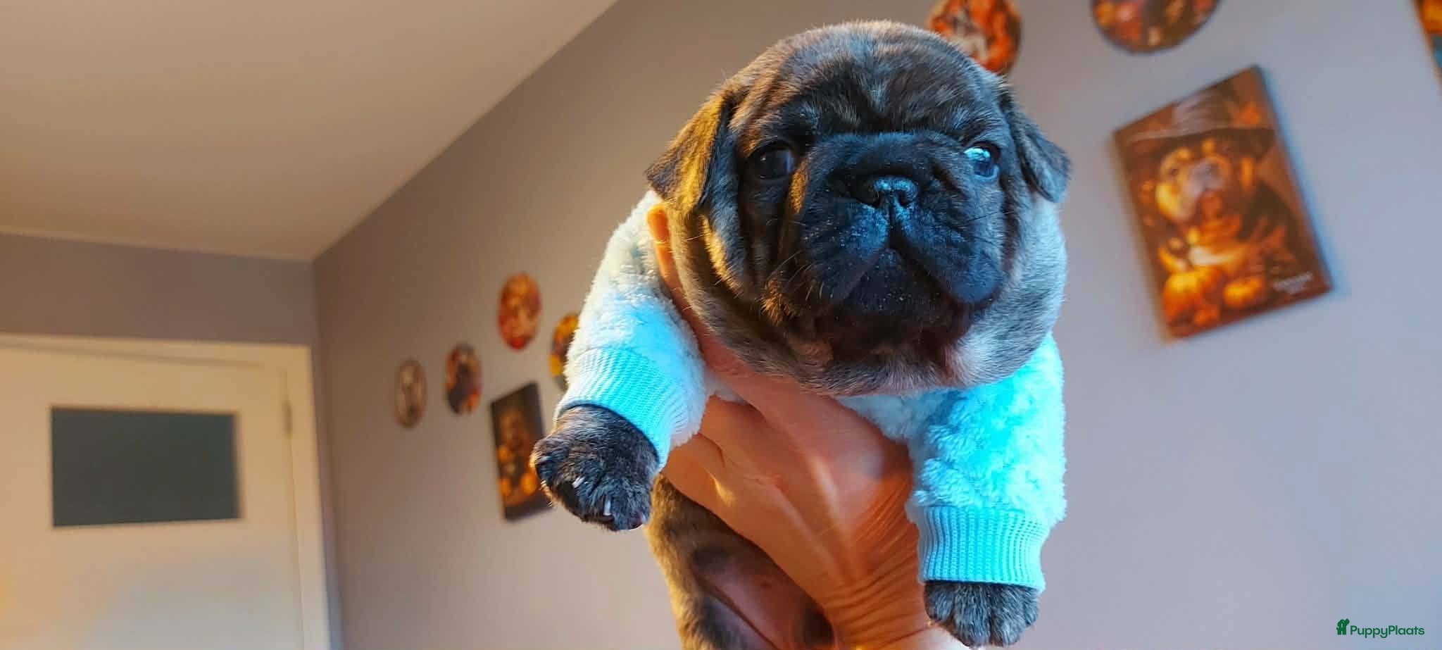 Franse Bulldog honden Prachtige Franse Bulldog pups met stamboom - Advertentie 18
