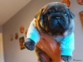 Franse Bulldog honden Prachtige Franse Bulldog pups met stamboom - Advertentie 18