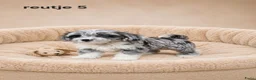 Boomer honden te koop: Super mooie boomer pups shih tzu maal maltezer - Advertentie 3