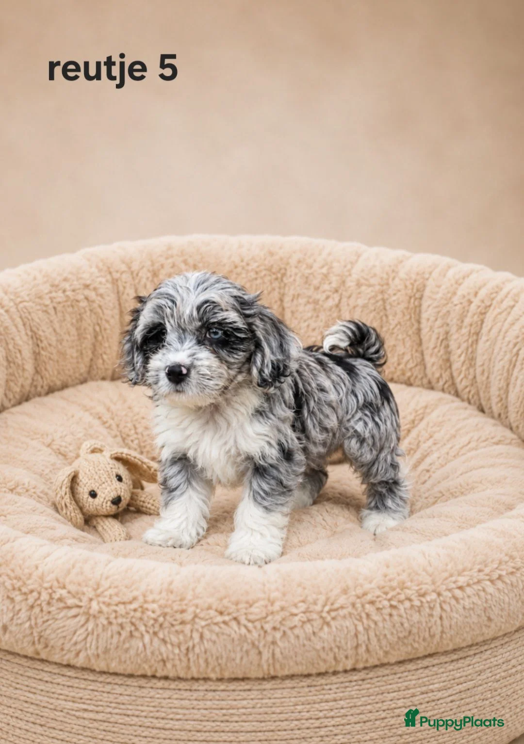 Boomer honden te koop: Super mooie boomer pups shih tzu maal maltezer - Advertentie 3