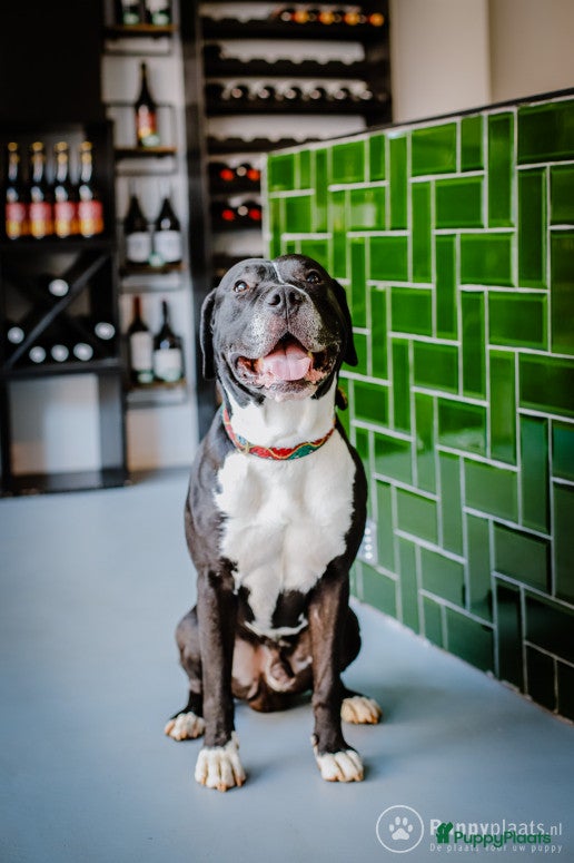 Kruising honden Prachtige stevige Pitbull/Argentijnse dog met zacht karakter aangeboden voor dekking in Rotterdam - Advertentie 9